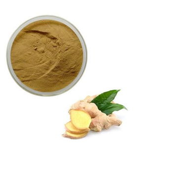 Ginger Root Extract Zingiber Officinale (ginger) Root Extract