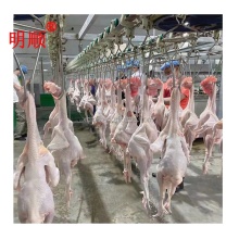 Poultry Slaughtering Production Line 1000-2000bph Halal Chicken Slaughter Machine