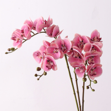 Wholesale Phalaenopsis Orchid Plants for Outdoor Home Decor