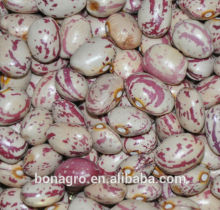 Light speckled kidney bean,american type