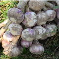 high quality wholesale garlic