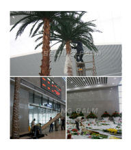 Outdoor royal coconut palm tree for outdoor landscape decoration