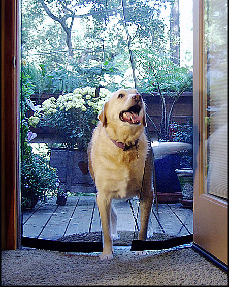 Cortina da porta door curtain