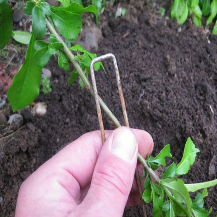 Chinesisches Kräuteröl Weinen Forsythia Ätherisches Öl Großhandel