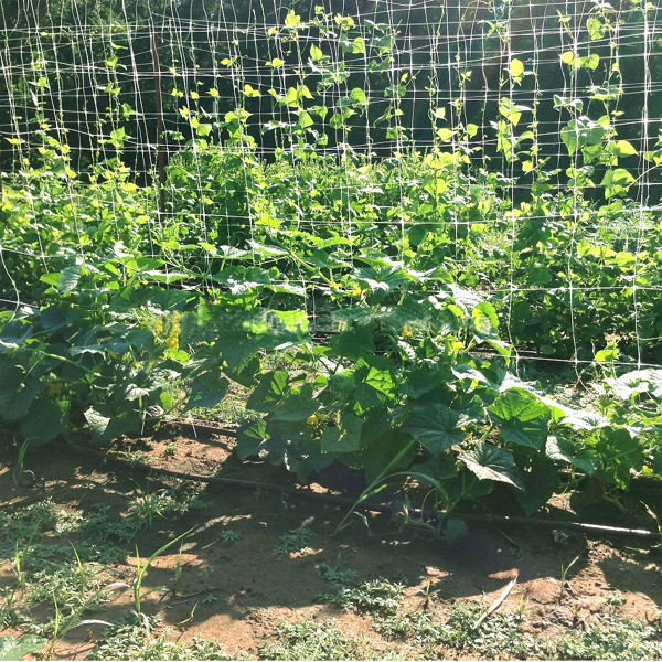 Cucumber Net