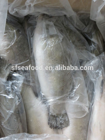 Frozen Sea Bass