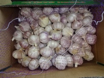 Loose Packing Fresh New Garlic