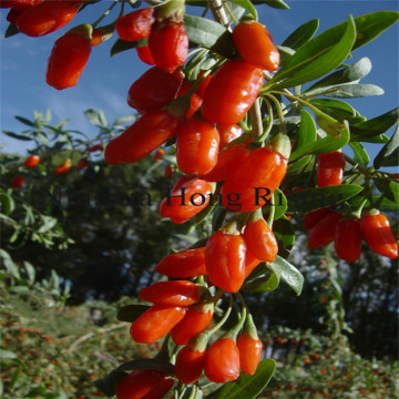 Organic big tibetan goji berries organic wolfberries