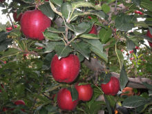 Fresh Huaniu Apple