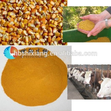 feeding corn gluten meal to horse