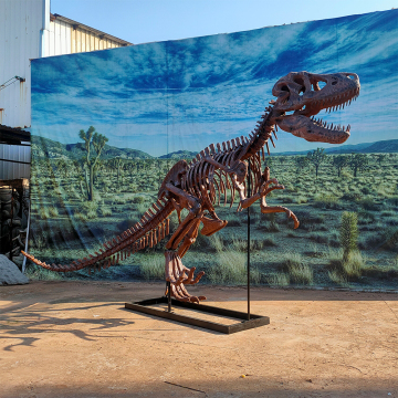 Complete Tyrannosaurus Rex Skeleton Specimens