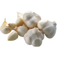 Direct Supply Fresh Garlic from Producing Area