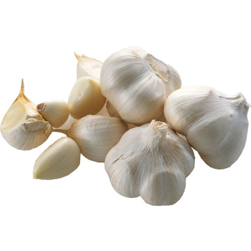 Direct Supply Fresh Garlic from Producing Area