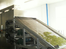 Pumpkin dehydration Mesh Belt Drying Machine