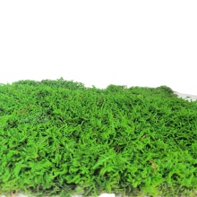 High Quality Preserved Pole Bun Moss & Spanish Sheet Moss for Gardens and Crafts