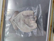 Frozen Seafood Frozen Whole Squid