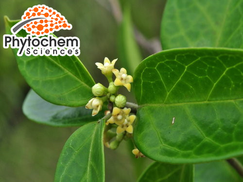 Pure gymnema sylvestre seeds reduce hyperglycemia