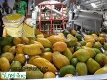Mango machine/Mango puree processing machine