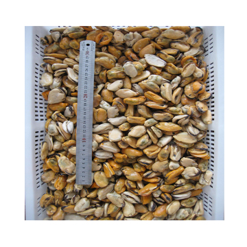 boiled frozen iqf blue mussel meat without shell detail best frozen mussel meat without shell