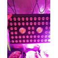 COB LED Grow Light Vollspektrum für die Blüte