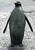 bronze penguin statue