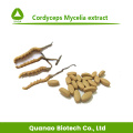 Cordyceps mycélia extrait cordycepin 98% de poudre Price