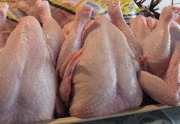 Halal Frozen Whole Chicken -  BEST PRICE OFFER FOR SALE