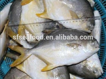 ecuador Gold pomfret