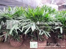 rhapis excelsa 50cm height