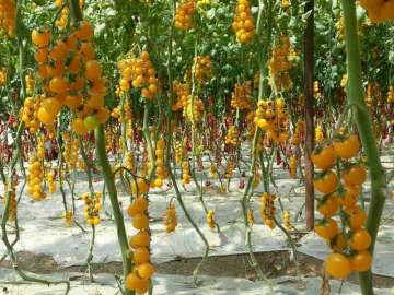 Elliptical f1 mixed yellow cherry tomato seeds