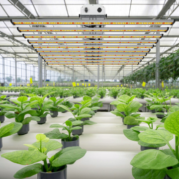 Kundenspezifisches volles Spektrum Hydroponic-Gewächshaus 10Bars 2022