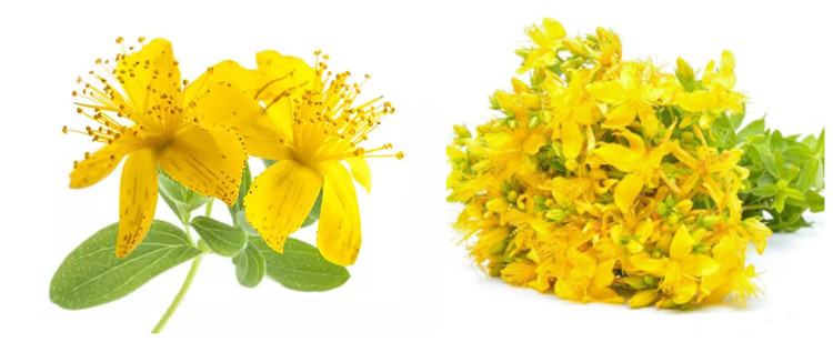 Hypericum Perforatum Powder Hypericum Perforatum Powder