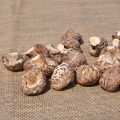 Высококачественные сушеные грибы Прямая продажа с фермы