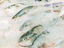 BL-300kg snowflake ice machine