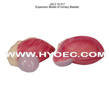 Expansion Model of Urinary Bladder: A Comprehensive Overview (J3C3.19.317)