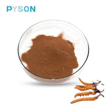 Organisches Nootropic Depot Cordyceps Militaris Extrakt