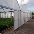 Agriculture en plastique à grande échelle Multi Span Greenhouse à vendre