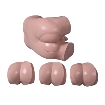 DARHMMY Advanced Digital Rectal Examination Simulation Model