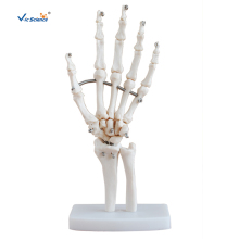 Hand Joint Anatomy Model