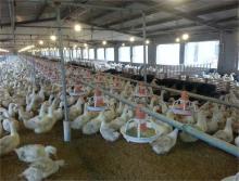 Pan feeding system for chicken