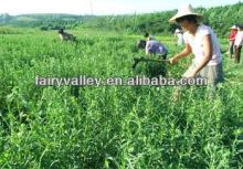 How To Plant Stevia Seeds/Seeds Stevia/Stevia Rebaudiana Seed High Germination