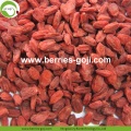 En gros saine rouge Eu Standard Goji Berry