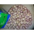 2020 Best Quality Regular White Garlic