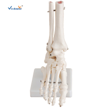 Foot Joint Skeleton Model