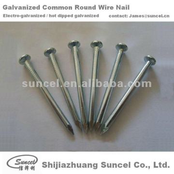 Galvanized Common Round Wire Nails and Coil Nails