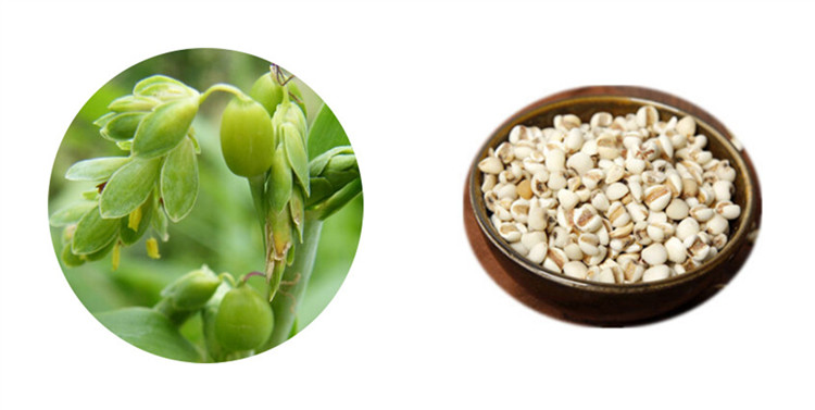 Coix Seed Coix Seed