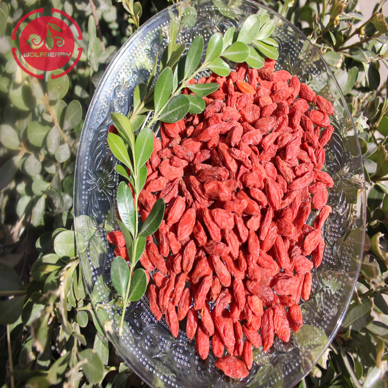 New Harvest GMP Factory Baies de Goji à faible teneur en pesticides