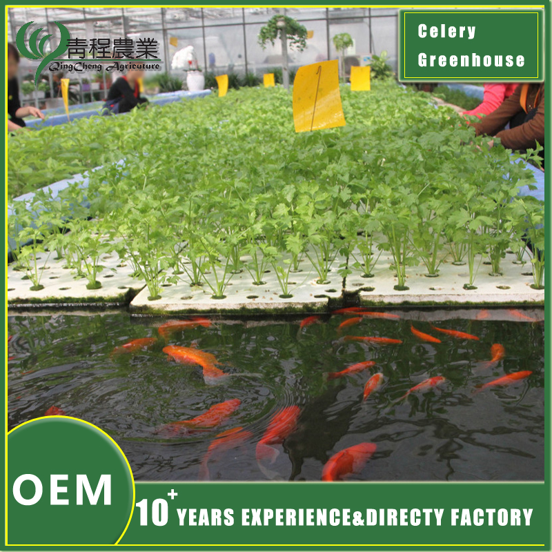 оборудование для выращивания сельдерея в теплице celery greenhouse farming equipment