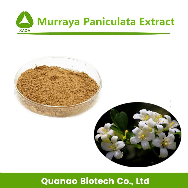 Extrato de Murraya Paniculata 100% natural em pó 10: 1