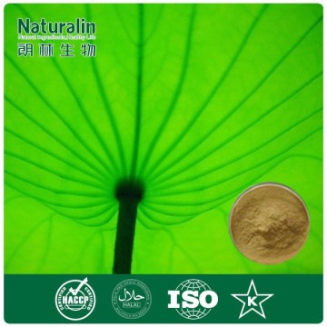 Natural Lotus Leaf Extract for slimming tea